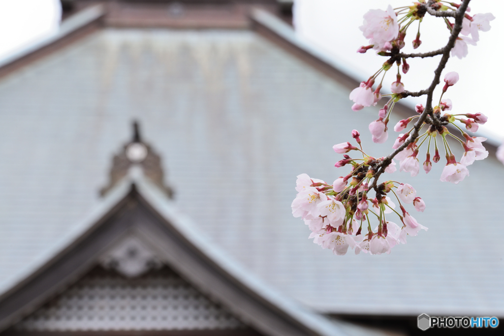 寺院に咲く