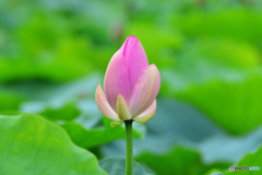 夏花