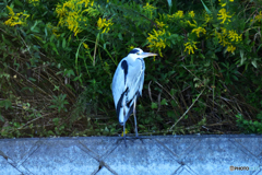 今朝の鷺