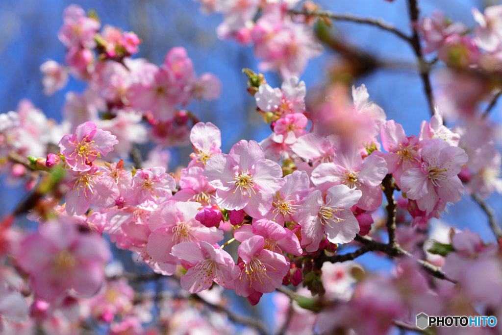 白子町　河津桜