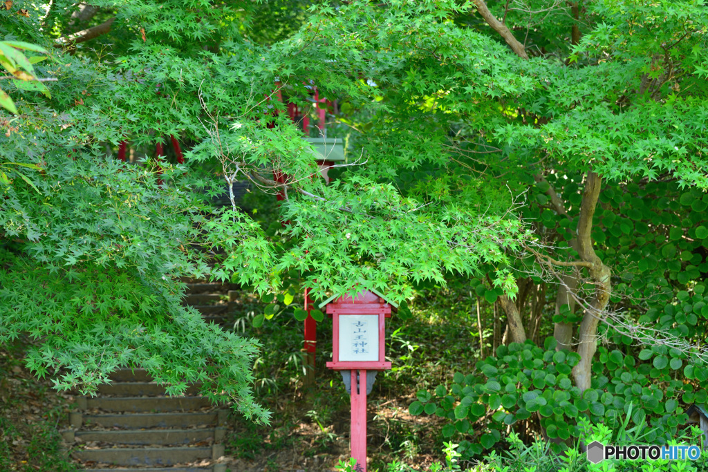 紅葉はまだ先