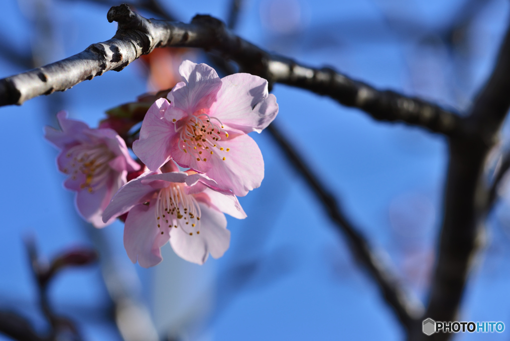 陽を浴びる河津桜