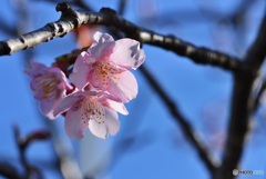 陽を浴びる河津桜