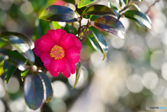 耐える山茶花