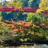 赤い橋と紅葉