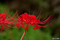 曼珠沙華 曼珠沙華