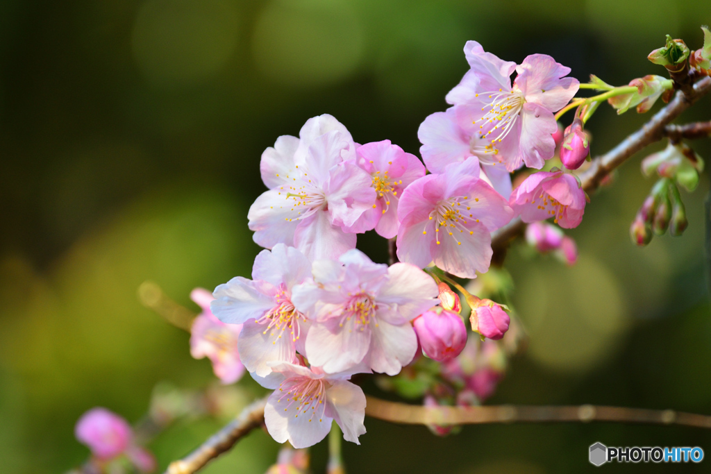 桜が咲き始めましたね