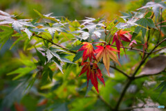 紅白に色付く