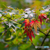 紅白に色付く