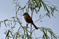 近所の公園