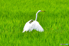 白鷺