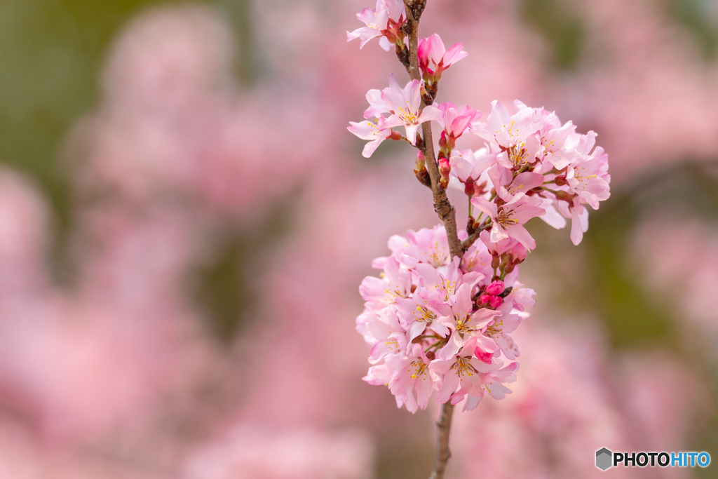 これも桜かな？？