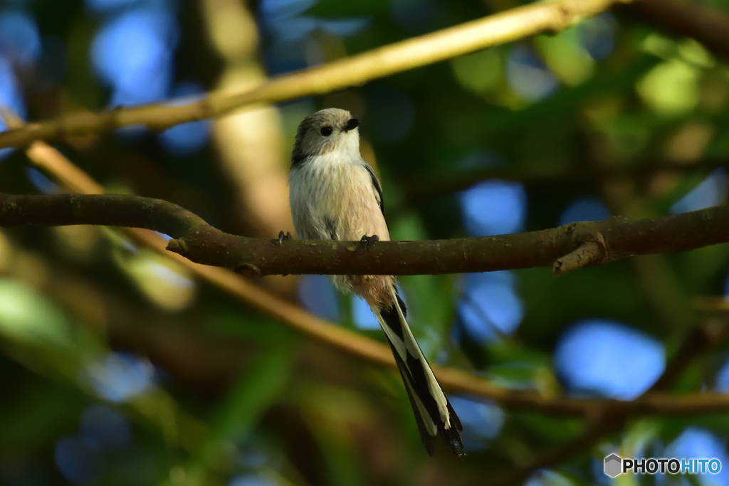 近所の公園