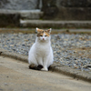 神社の守り猫