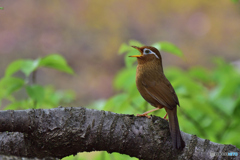 この鳥はなんだろう・・？