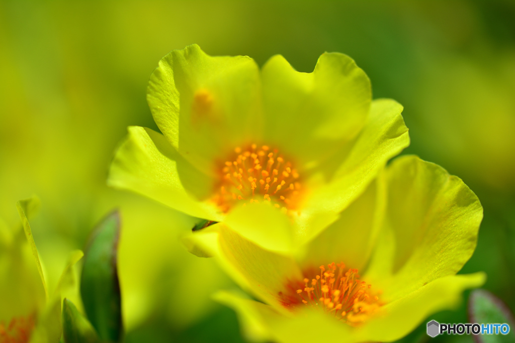 海辺に咲く花