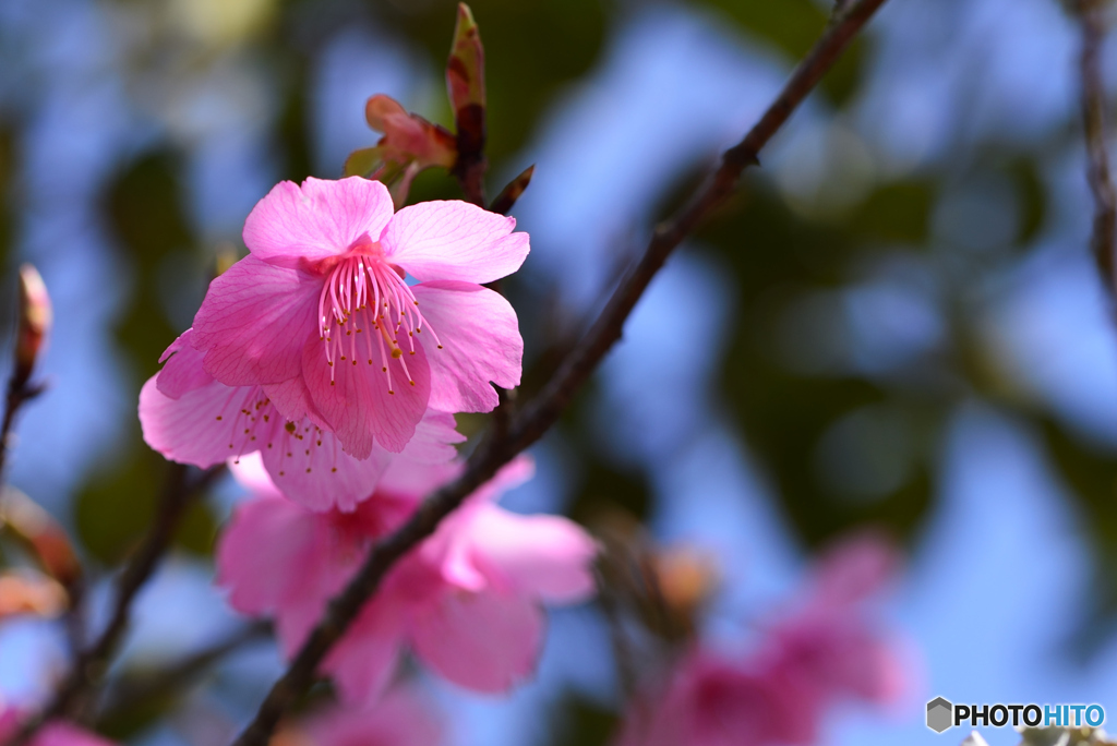 河津桜