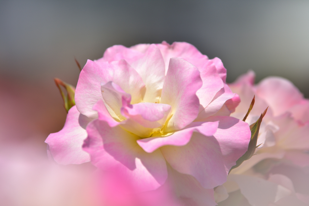 薔薇