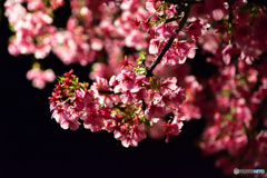 真夜中の桜
