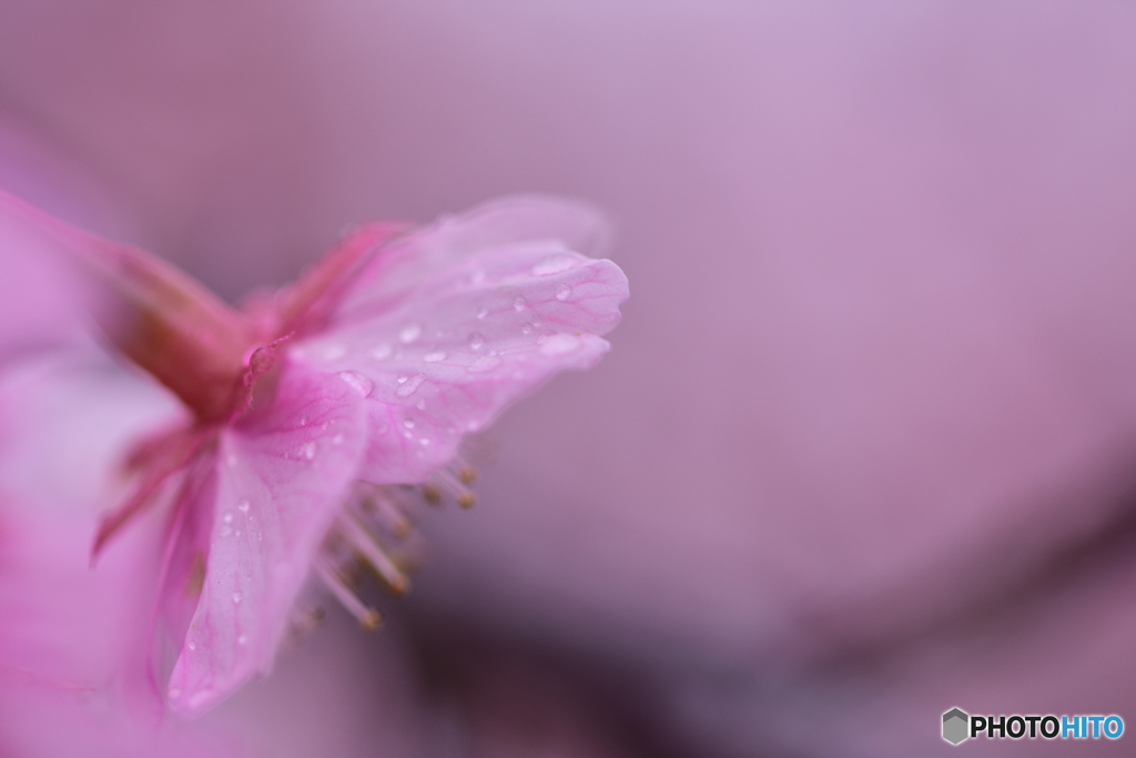 雨にも負けず