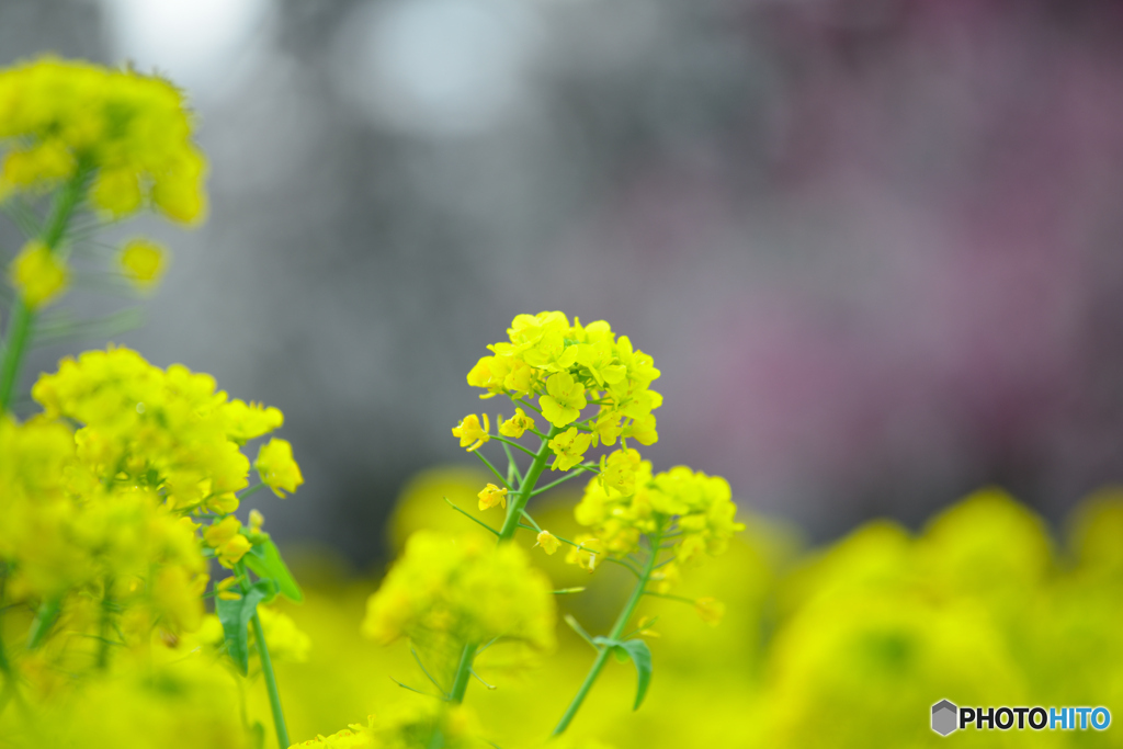 春の花