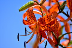 夏の花