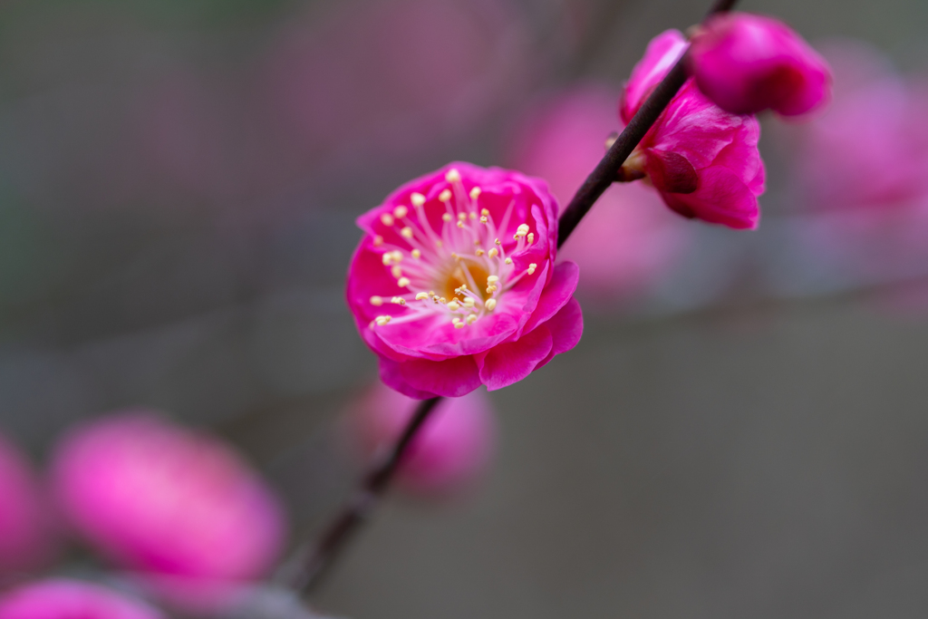 華やかに色付く