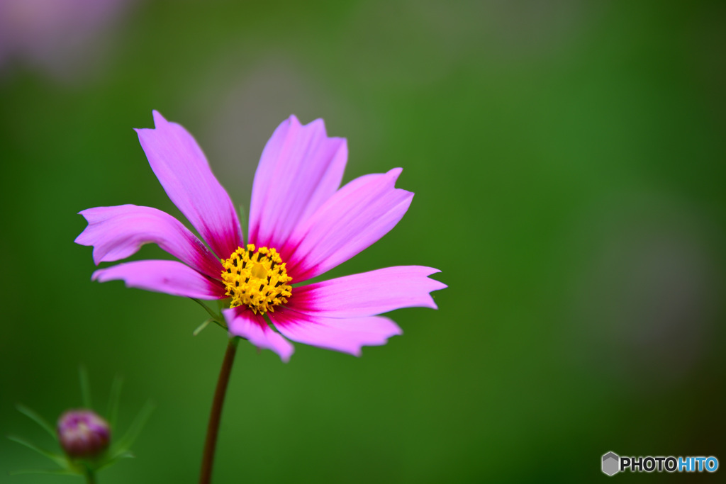 秋桜