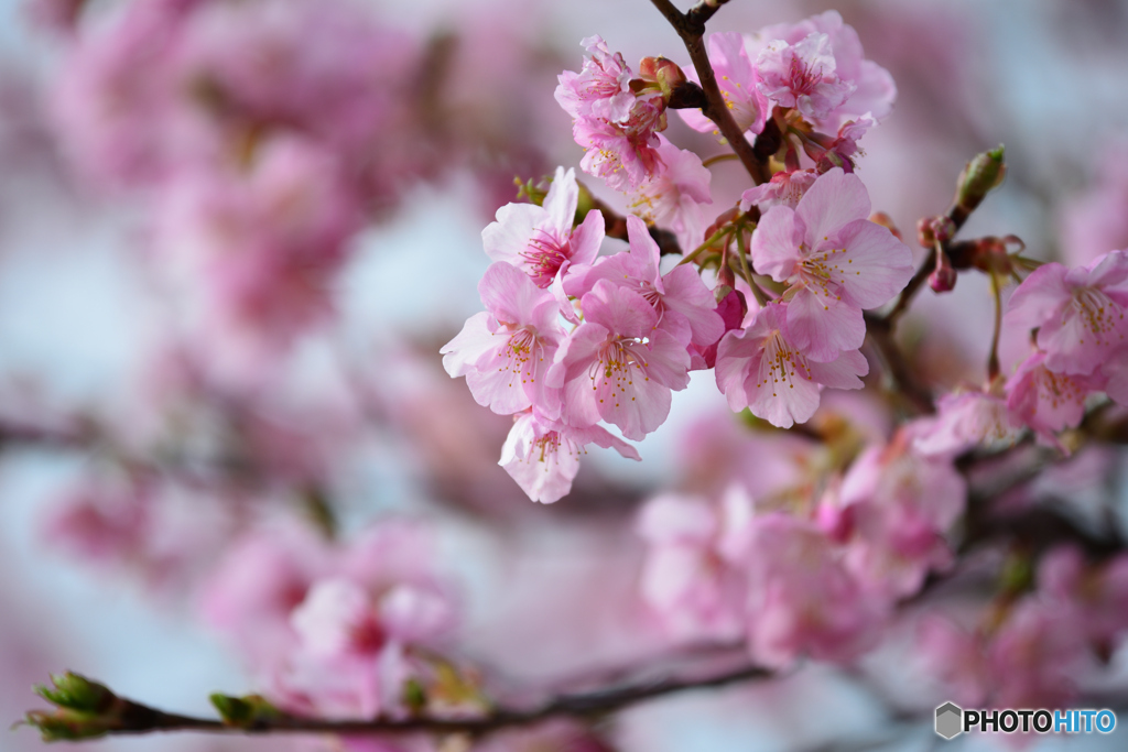 今朝の桜２