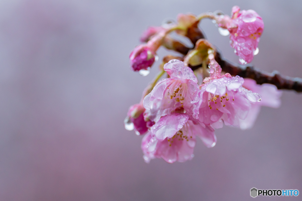 桜の涙