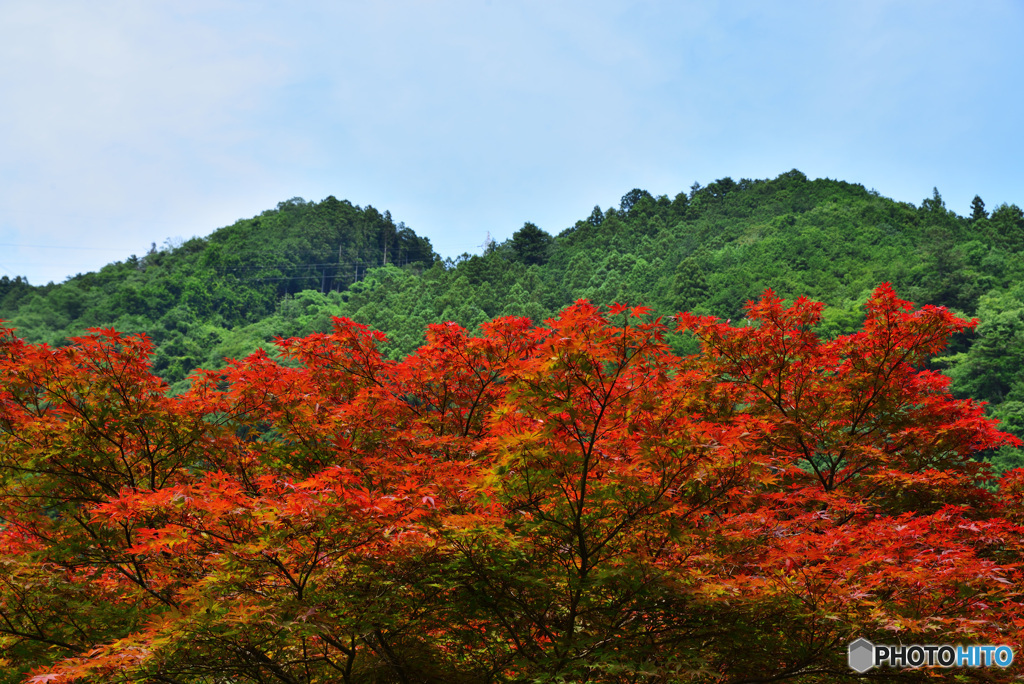 夏の紅葉