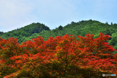 夏の紅葉