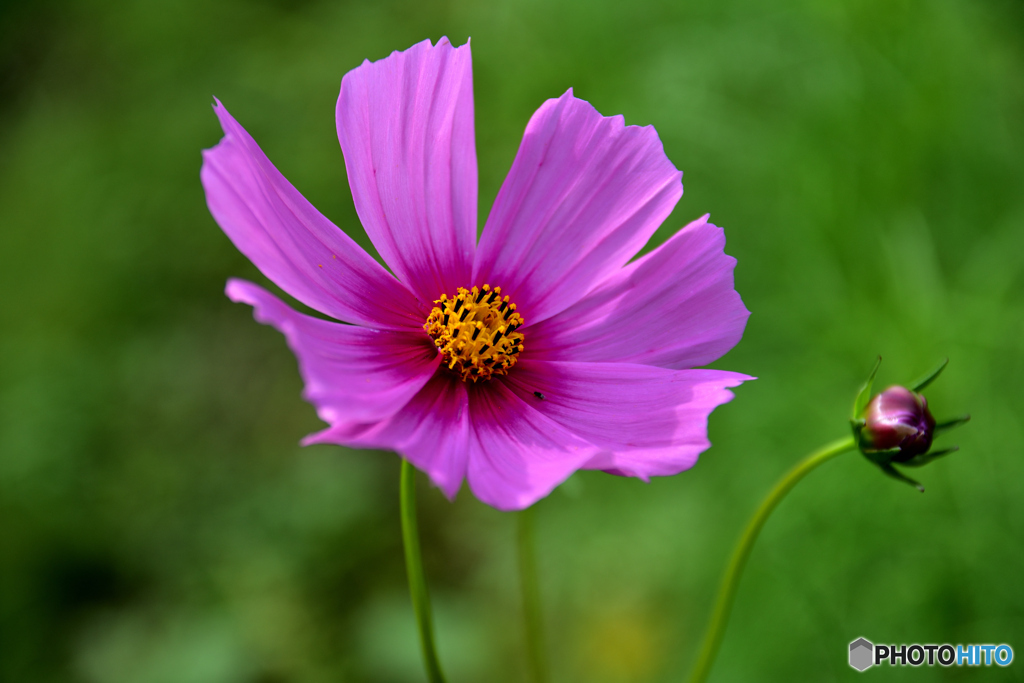 秋桜１