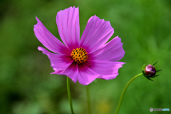 秋桜1 秋桜1