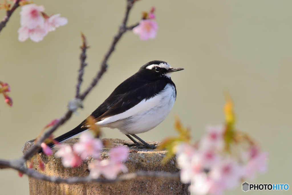 桜にかこまれて