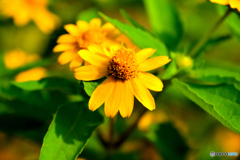 道端の花 道端の花