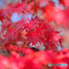 真っ赤な紅葉