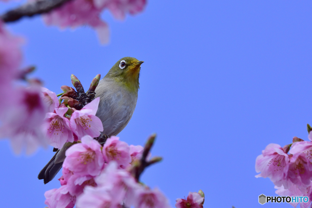 桜が好き♡