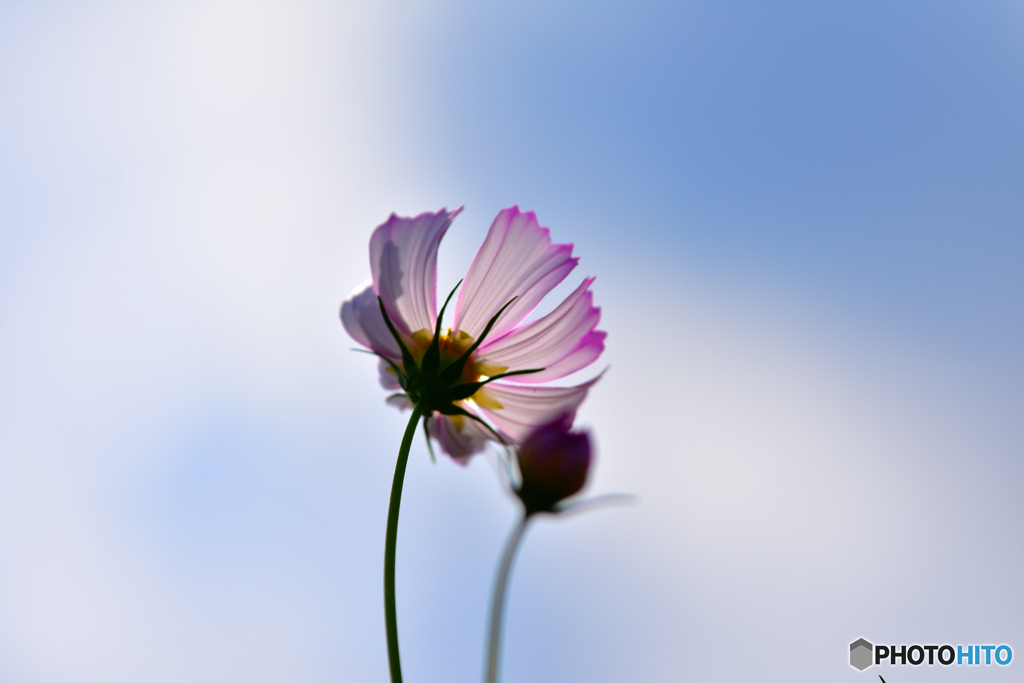 秋桜