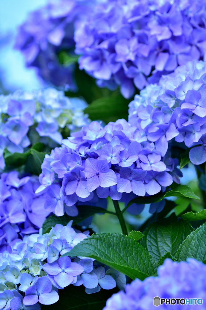 紫陽花