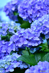 紫陽花