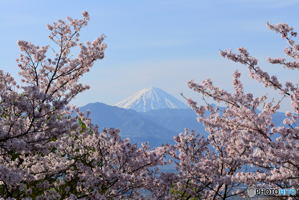 桜と富士山