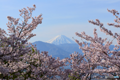 桜と富士山