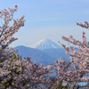 桜と富士山