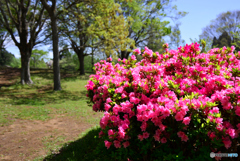 春の公園