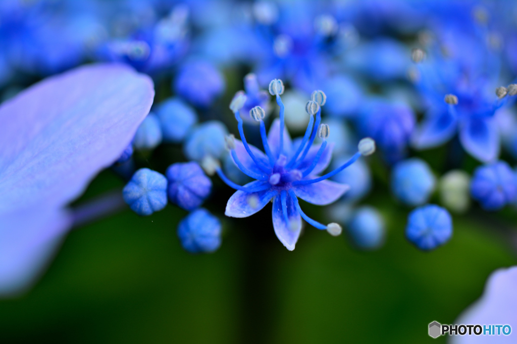 紫陽花の子