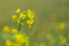 １２月に咲いた菜の花