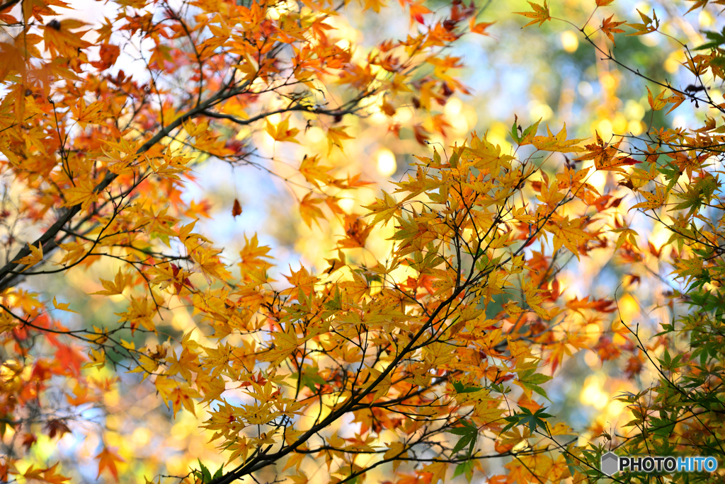 黄金に輝く紅葉