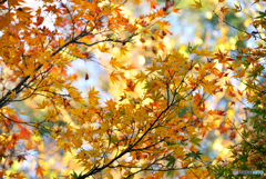黄金に輝く紅葉