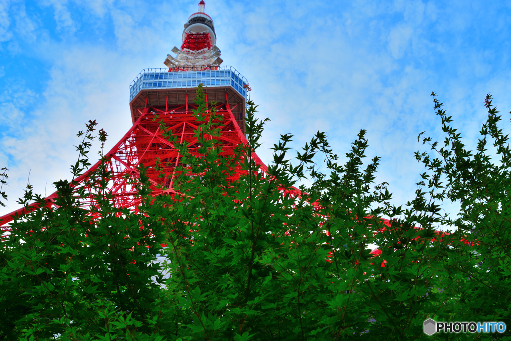青空に青紅葉